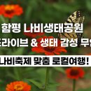 함평나비(무안) | 함평 나비축제 드라이브 &amp; 무인텔 추천｜생태공원~숙소까지 감성 여행 코스