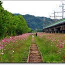 경기 안산시 고잔역 (협궤열차 산책로)~코스모스길(넘)좋아요,,^^ 이미지