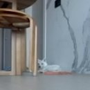 발발펫 네이버블로그