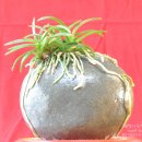 석부농장 이미지