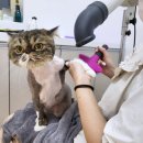 멍뭉미 | 겨울철 고양이 미용 ~ 대전 고양이미용실 페르시안캣