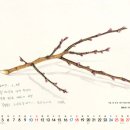 세밀화 그리기 이미지