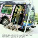 너구리 이미지