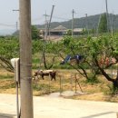 이장배농장 이미지