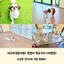 대구애견유치원) 소심한 강아지도 적응 잘하는 &#39;멍멍아 학교가자&#39; 대명점 솔직후기