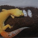 해즐링