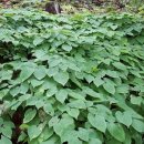 종지농장 이미지