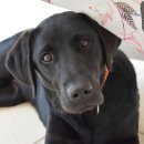 송파데일리동물병원 이미지