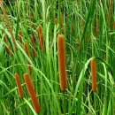 부들공원 이미지