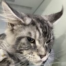 (주)쿨펫 이미지