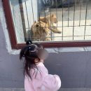 이농 | 강릉 쌍둥이농물농장 후기｜26개월 아이도 잘 즐긴 체험형 동물농장