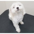 더바름동물병원 이미지