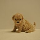 유올펫 강아지고양이 청주점 이미지