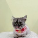 미야옹실 이미지