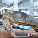 신안갯벌박물관 이미지