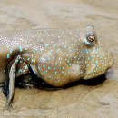 홍어본가 이미지