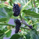 우금2농장 이미지