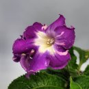 모니아(MONIA) 이미지