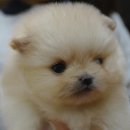 오렌지애견샵