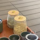 스테이 하냥 이미지