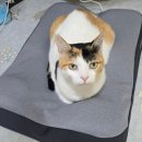 젠틀펫 | 젠틀리머 펫베드 소형 후기🛏️ 고양이 하루 종일 여기서만 자요