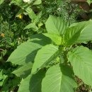 우리농장2 이미지