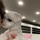 땅콩 애견유치원 이미지