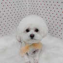 펫피파니 이미지