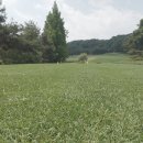 한국CC평가협회 | 거리는 짧은데 선택은 길다 | 파인크리크CC 기본 정보와 현재 잔디 상태를 사진으로 담은 후기