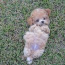 퍼피 비비드 이미지