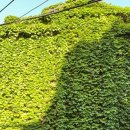 담쟁이 부동산 앞 이미지