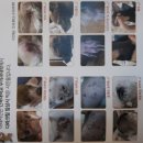 개꿀이발소 이미지