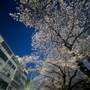 주례초등학교 | 부산 벚꽃 명소｜이국적인 벚꽃길_개금벚꽃문화길