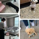 스타 반려견 교육센터 네이버블로그