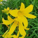 고향내음 이미지