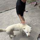 용인 처인 고깃집 맛집 [바른고기] 생삼겹살 내돈내산 후기