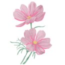 소망꽃화원 이미지