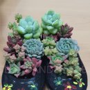 원예,미술치유 이미지