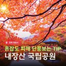 AI와 함께하는 내 손안의 비서 | 정읍 내장산 국립공원 단풍 여행 AI 광집사와 함께 스마트하게