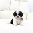 강아지분양 애견분양 퍼피플라워 중랑점 이미지