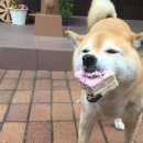 행복한개 이미지