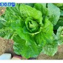 돌산가축 이미지