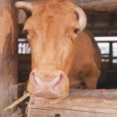 학곡목장 이미지