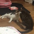 여울그루밍 이미지