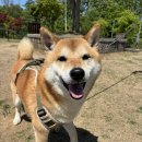 코지펫 | 기흥 롯데아울렛 펫파크 반려견 놀이터 방문 후기 🐶🌿