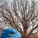 원주굽이길 원7코스 반계리은행나무길 이미지