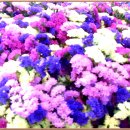 사람이 꽃보다 아름 이미지