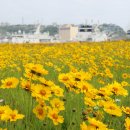 부곡동 돌담해안숲공원 | 동해시 묵호항 준설토장 유휴 항만부지, 꽃밭 변신 ‘큰 호응’