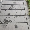 댕댕포레스트 이미지