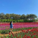 화사함의 절정, 각양각색 튤립꽃 축제 🌷 이미지